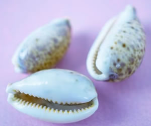 Free cowrie shell game for weekly consultation